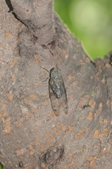 Meimuna opalifera