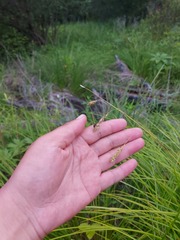 Carex arnellii