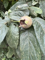 Crataegus germanica