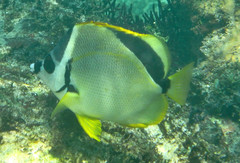 Johnrandallia nigrirostris