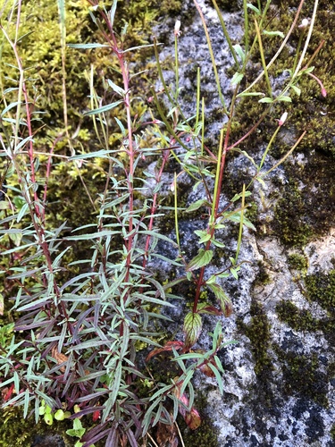 Epilobium platystigmatosum iNat (2)
