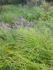 Carex arnellii