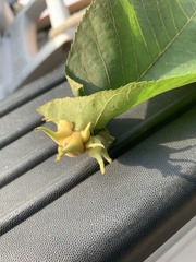 Caryomyia ansericollum