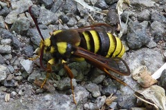 Sesia apiformis