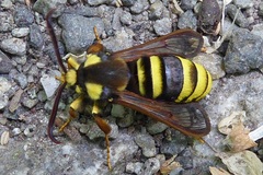 Sesia apiformis