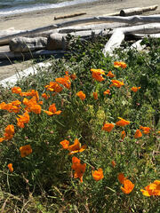 Eschscholzia californica californica