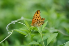 Argynnis hyperbius