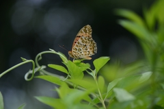 Argynnis hyperbius