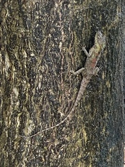 Calotes geissleri