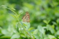 Argynnis hyperbius