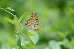 Argynnis hyperbius
