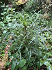 Cirsium tatakaense