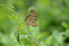 Argynnis hyperbius