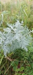 Artemisia messerschmidtiana