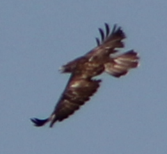 Buteo buteo