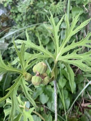 Ligularia japonica