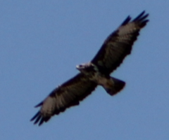 Buteo buteo