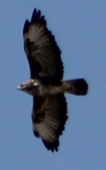 Buteo buteo