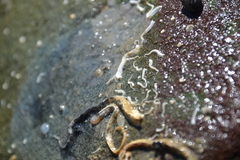 Spirobranchus lamarcki