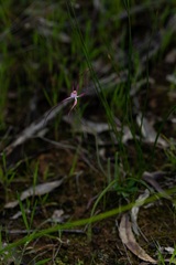 Caladenia footeana