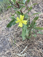 Oenothera