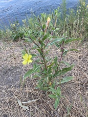 Oenothera
