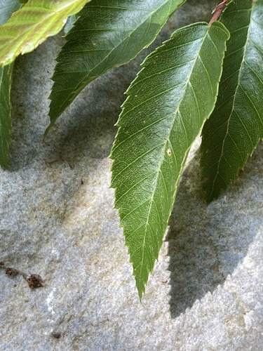 Carpinus hebestroma