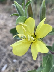 Oenothera
