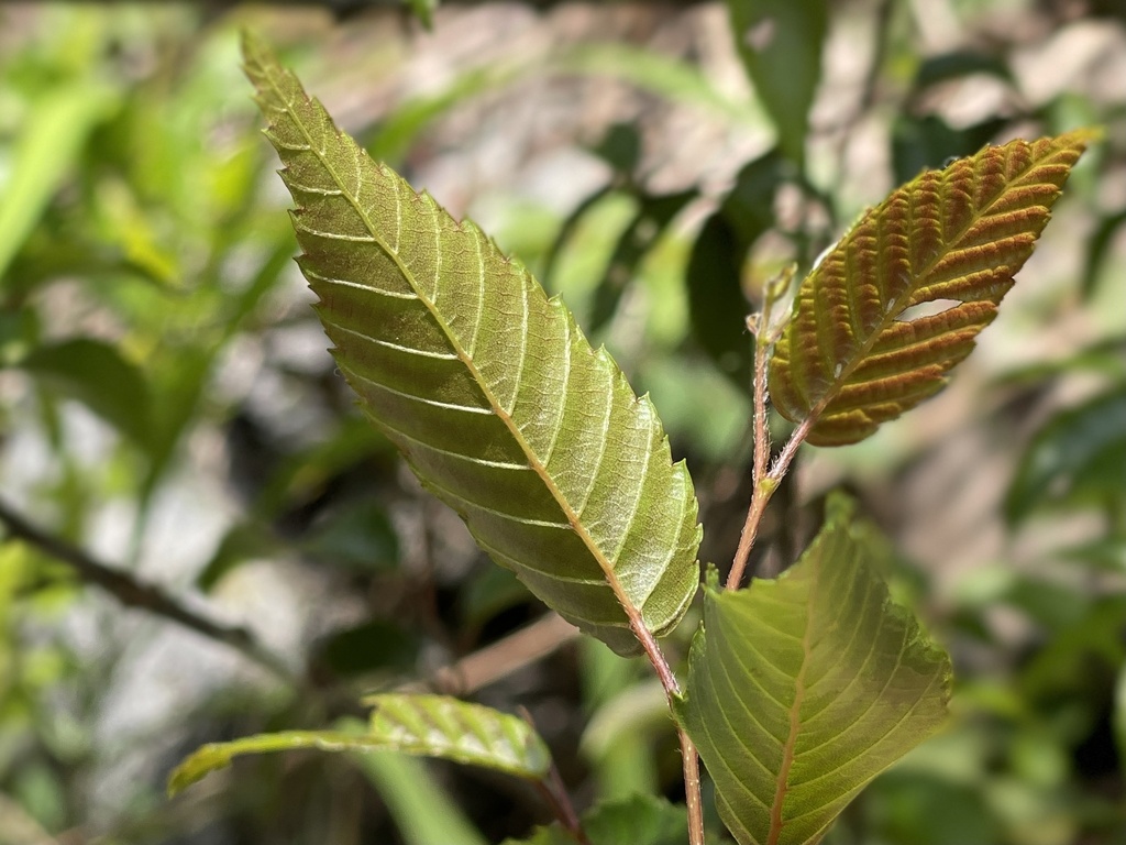 Carpinus hebestroma