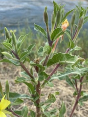 Oenothera