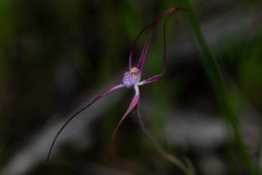 Caladenia footeana