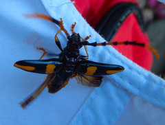 Dendrobias mandibularis mandibularis