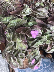 Tradescantia sillamontana
