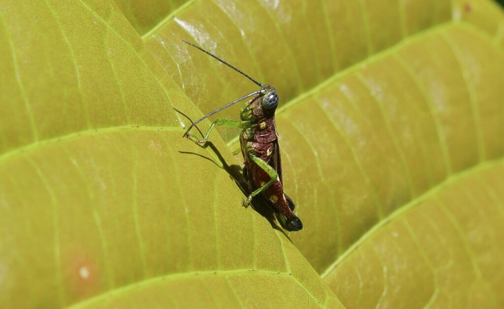 Syntomacris guttulosa