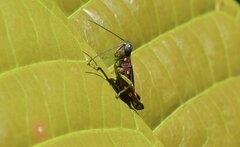 Syntomacris guttulosa