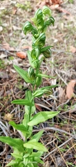 Pterostylis vittata