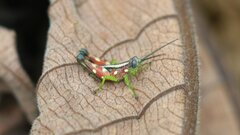 Syntomacris guttulosa