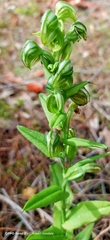 Pterostylis vittata