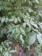 Sambucus racemosa