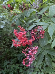 Sambucus racemosa