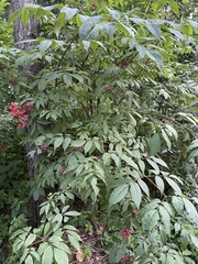 Sambucus racemosa