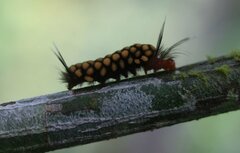 Gymnelia