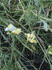 Linaria vulgaris