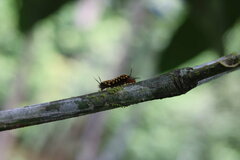 Gymnelia