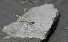 Brachythemis impartita