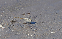 Brachythemis impartita