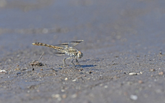 Brachythemis impartita