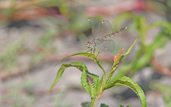 Brachythemis impartita