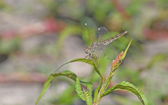 Brachythemis impartita