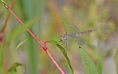 Brachythemis impartita